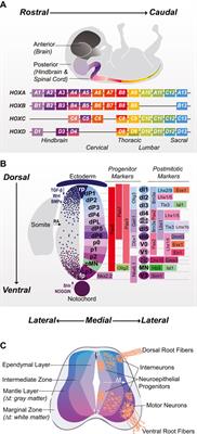 Bioengineering the human spinal cord